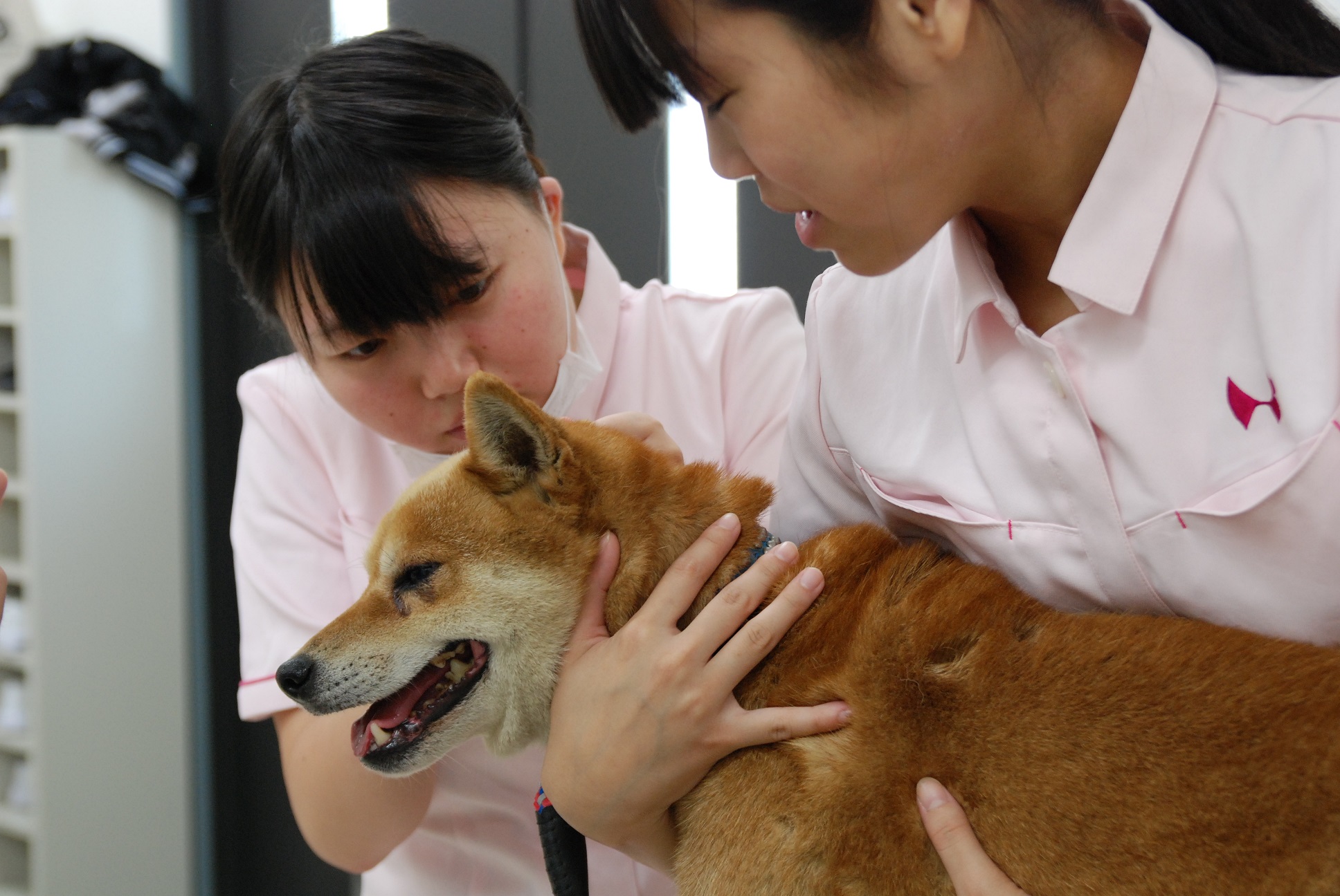 2年生動物看護師コース 身体検査 京都動物専門学校 公式hp