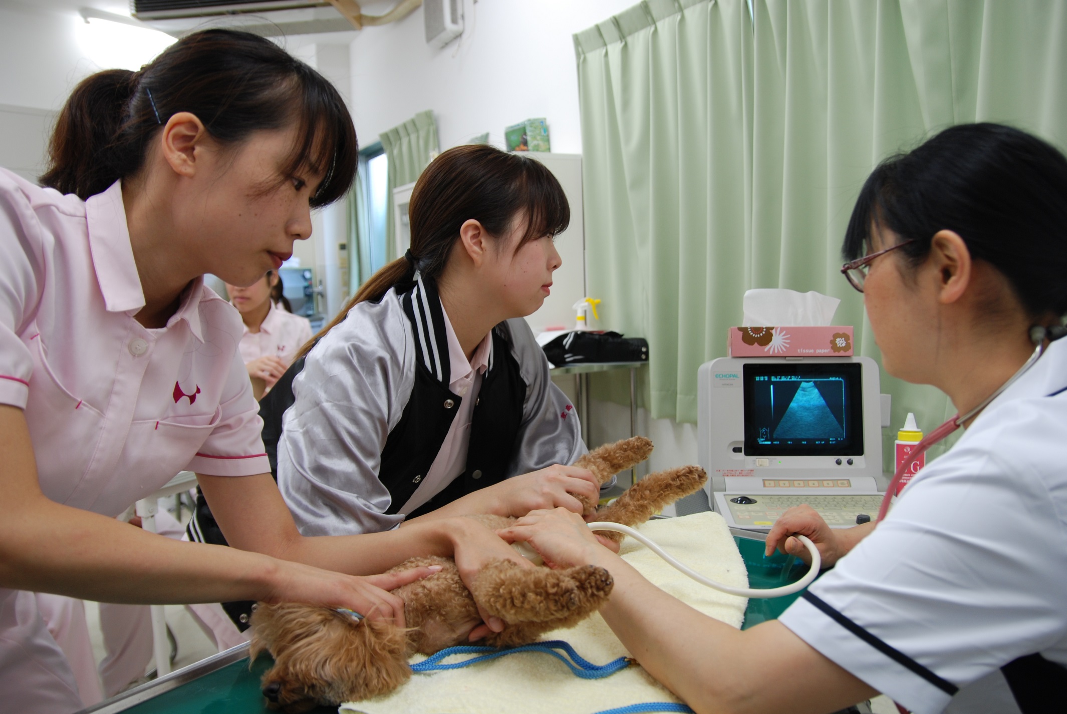 動物看護師コース 全国トップクラスの合格率 動物看護師統一認定試験 京都動物専門学校 公式hp