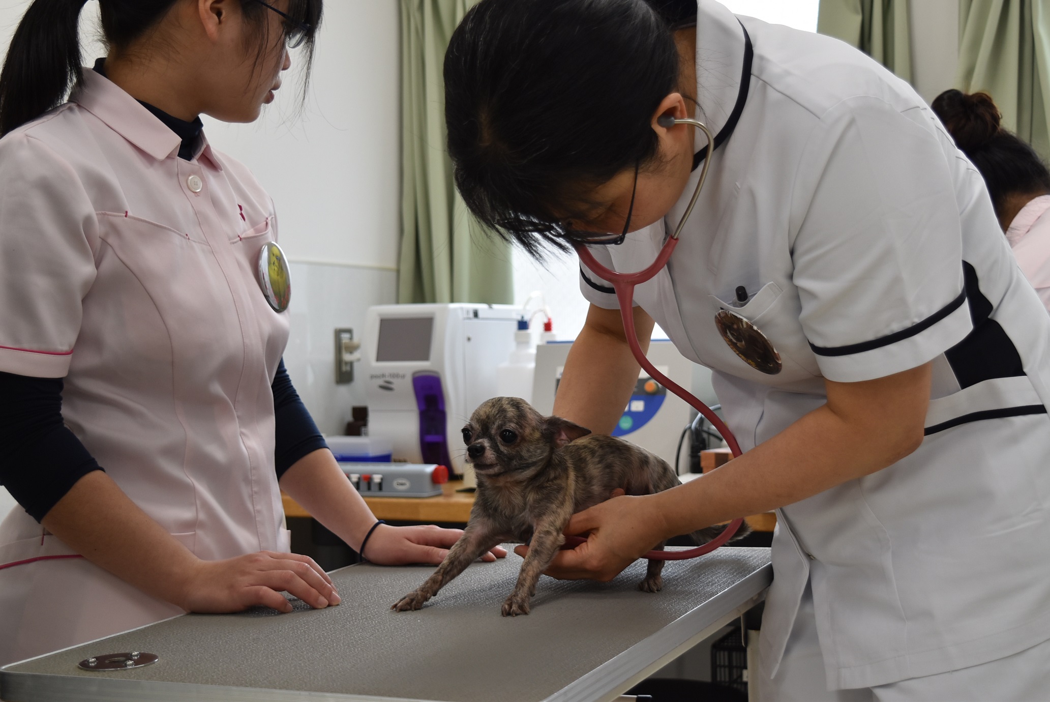 動物看護師の国家資格化について 京都動物専門学校【公式HP】