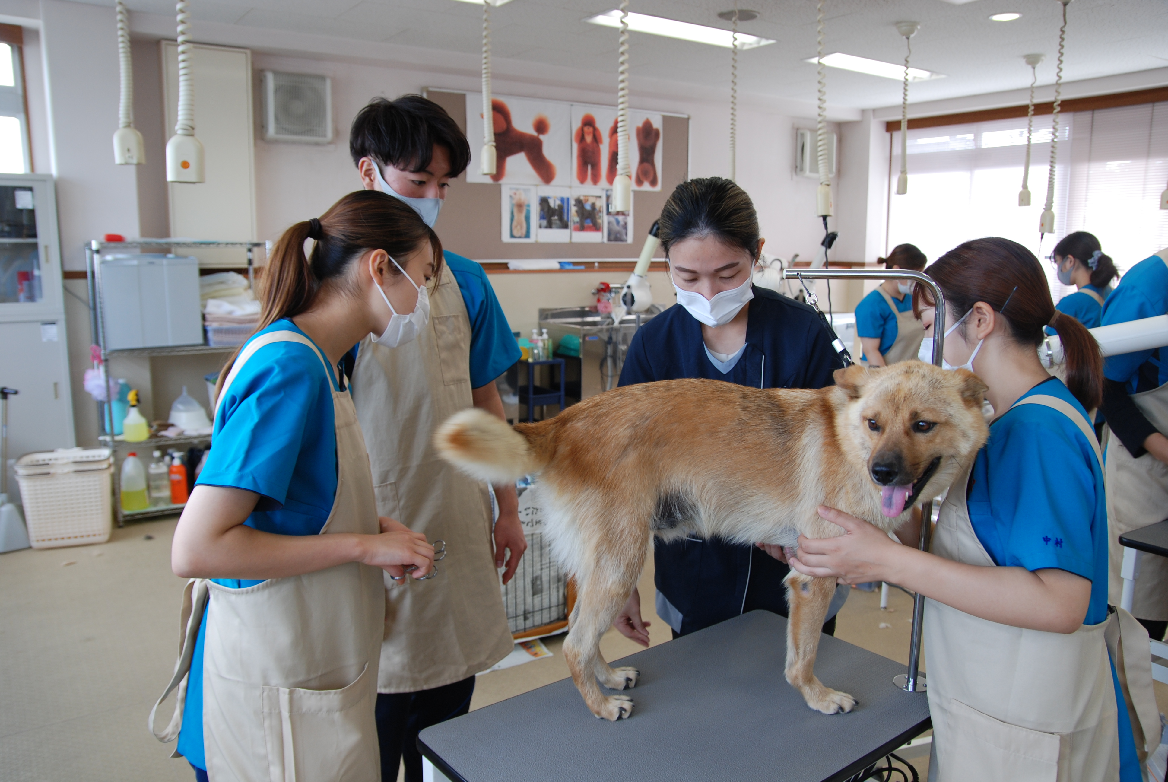 動物看護師コース1年生 グルーミング実習 京都動物専門学校【公式HP】