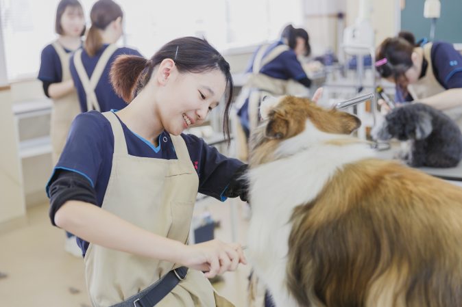 トリマーになるための専門学校とは 京都動物専門学校 公式hp