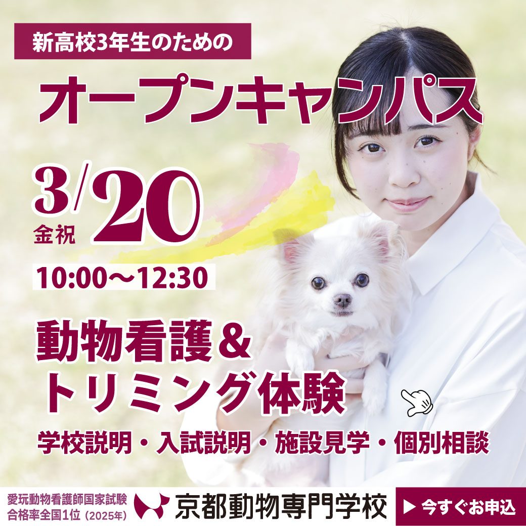 AOエントリー資格発行中！