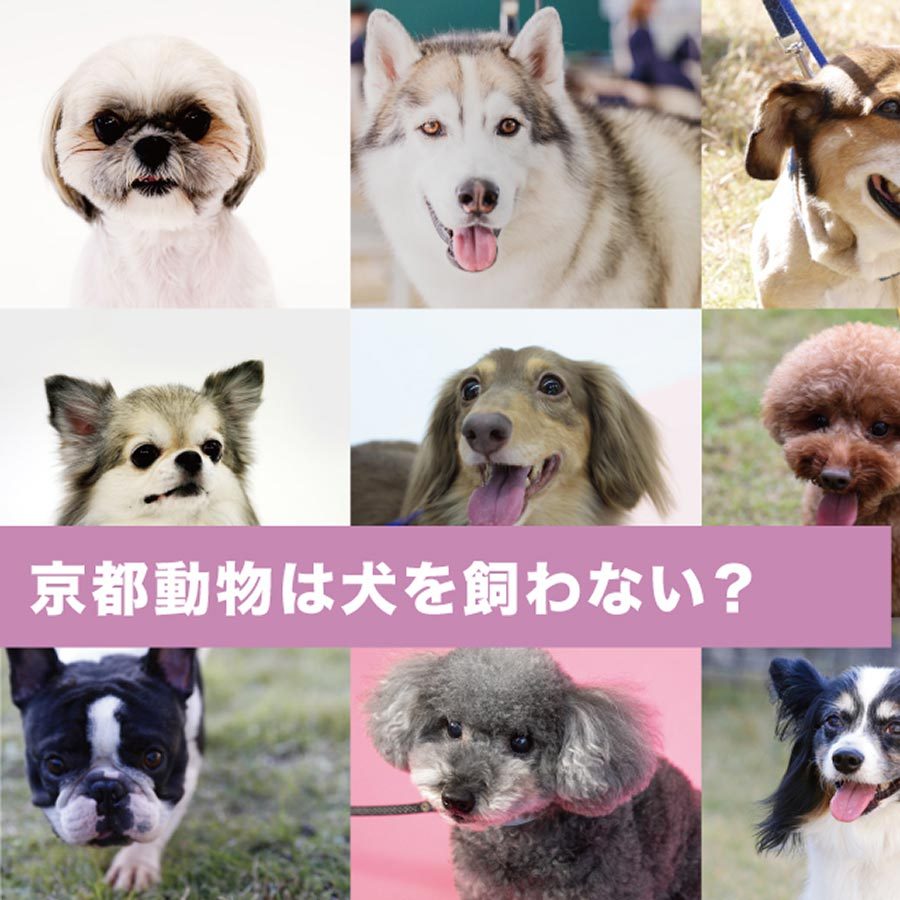京都動物は犬を飼わない？