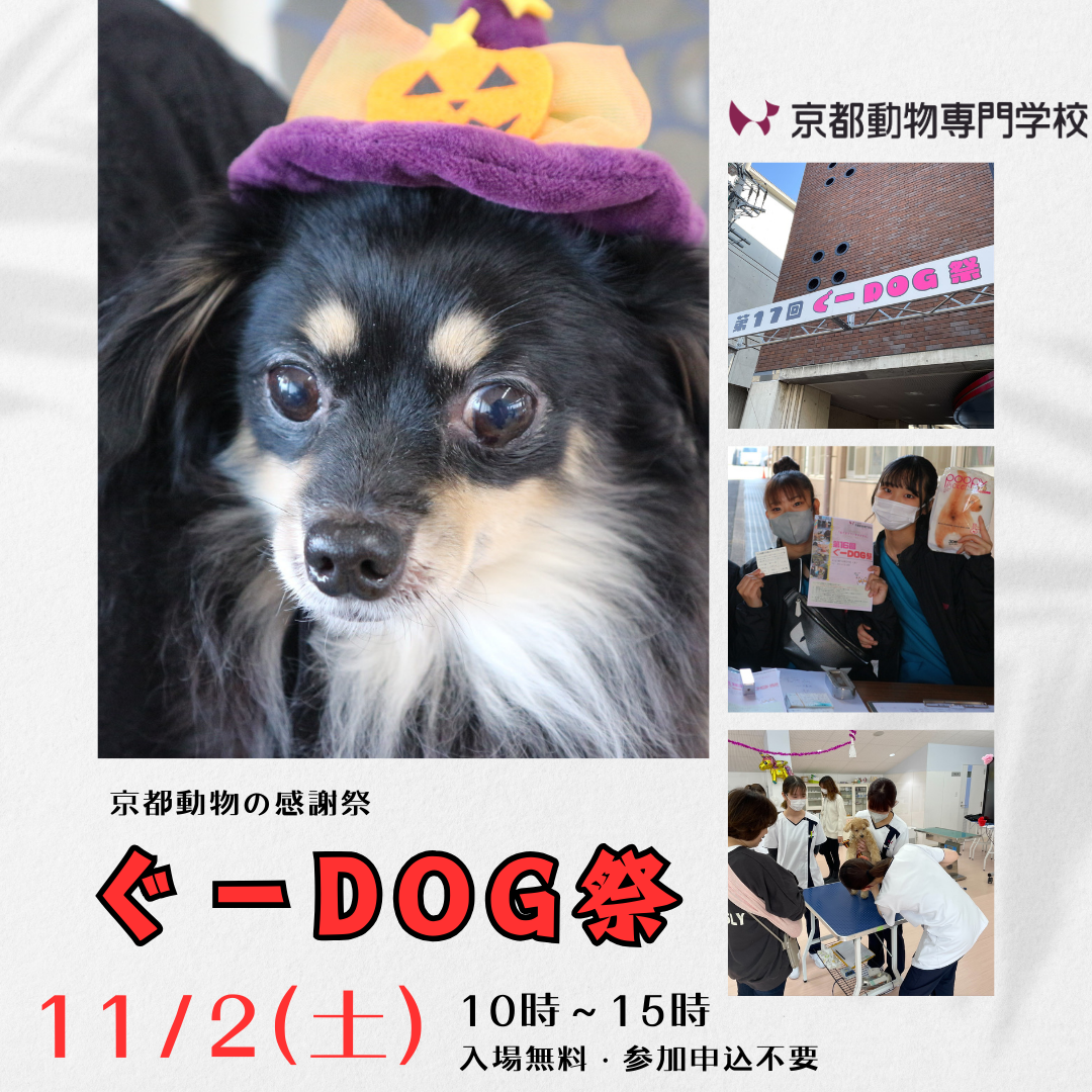 11/2(土)京都動物の感謝祭「ぐーＤＯＧ祭」開催！